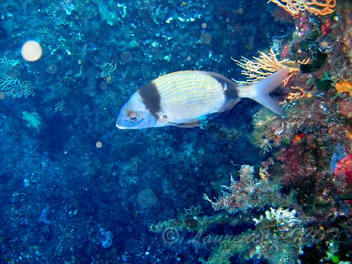 sar à tête noire - Diplodus vulgaris.JPG - le sar à tête noire